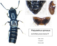 Platystethus spinosus