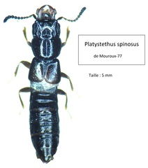 Platystethus spinosus