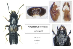 Platystethus cornutus