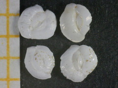 Massilina