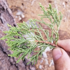 Juniperus grandis