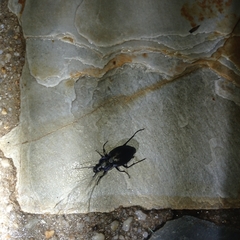 Carabus macrocephalus