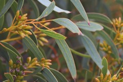 Eucalyptus calcareana