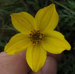 Bidens