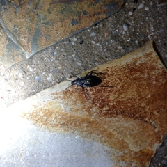 Carabus macrocephalus