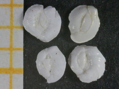 Massilina