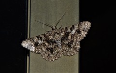 Racotis