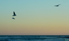 Chroicocephalus ridibundus