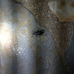 Carabus macrocephalus