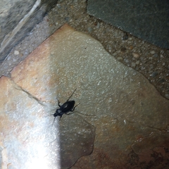 Carabus macrocephalus