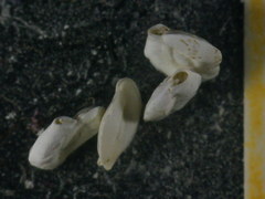 Massilina