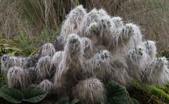 Austrocylindropuntia floccosa