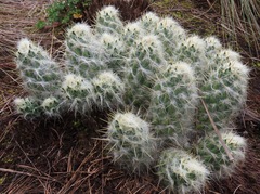 Austrocylindropuntia floccosa