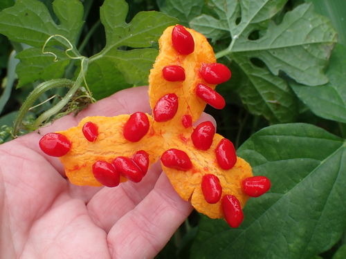 Momordica charantia