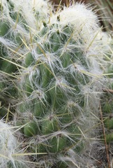 Austrocylindropuntia floccosa