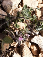 Polygala rupestris