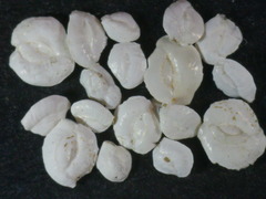 Massilina