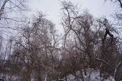 Hippophae rhamnoides