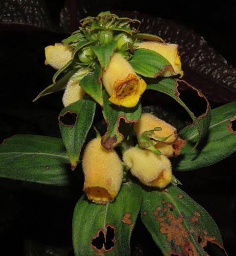 Seemannia sylvatica