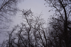 Hippophae rhamnoides