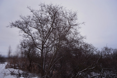 Hippophae rhamnoides