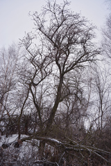 Hippophae rhamnoides