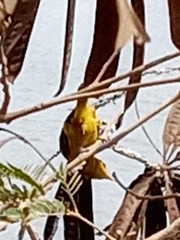 Ploceus cucullatus