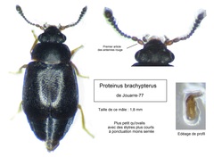 Proteinus brachypterus