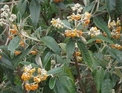Buddleja