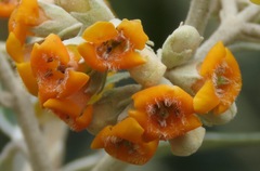 Buddleja