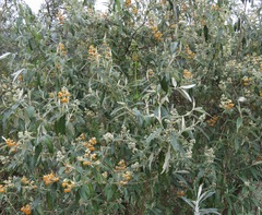 Buddleja