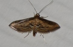 Marasmia cochrusalis