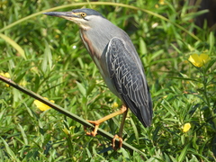 Striated Heron photo 2