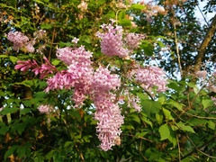 Syringa wolfii