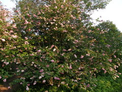 Syringa wolfii