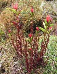 Castilleja virgata