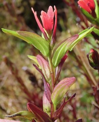 Castilleja virgata