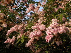 Syringa wolfii