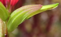 Castilleja virgata