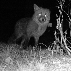 Vulpes vulpes vulpes