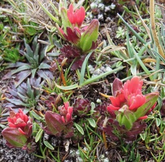 Castilleja nubigena
