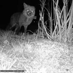 Vulpes vulpes vulpes