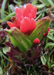 Castilleja nubigena