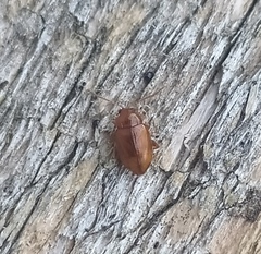 Neocrepidodera ferruginea