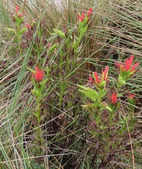 Castilleja virgata
