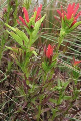 Castilleja virgata