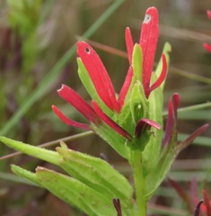 Castilleja virgata