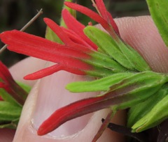 Castilleja virgata