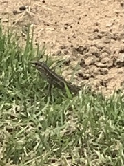 Leiocephalus personatus