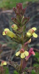 Neobartsia